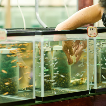 熱帯魚&middot;メダカの飼育（ブリードショップ）